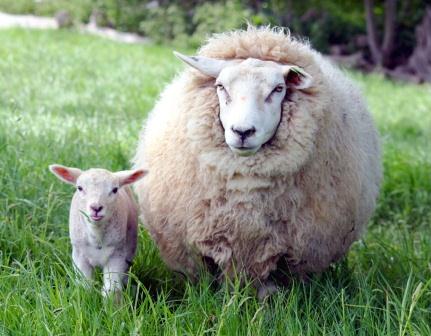 Купить одеяло из овечьей шерсти в Санкт-Петербурге
